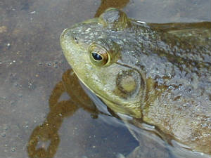 Green frog, Keiser Wildlife Management Area