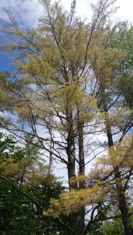 Symptoms of white pine needle disease on white pine trees. Yellow needles and early needle-drop of non-roadside trees in June are indicators of disease presence. (Photo: FPR)