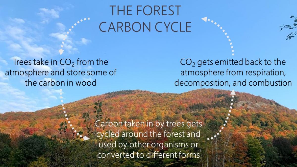 Forest Carbon | Department of Forests, Parks and Recreation