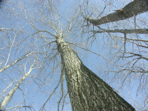 Look up at hardwoods