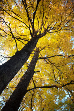 Tree Canopy