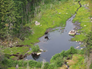 Moose at Bill Sladyk WMA, Border Management Unit