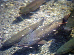 Fish at Bald Hill Wildlife Management Area