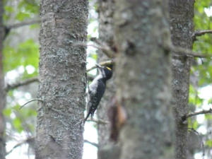 Black back woodpecker at Steam Mill Brook WMA