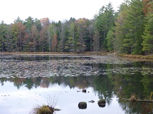 Buczek Swamp WMA