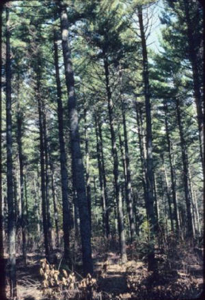Downer State Forest pine