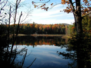 Knapp Brook WMA