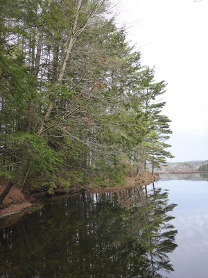 Marsh Pond WMA