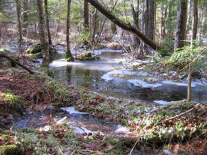 Roaring Brook WMA blackgum swamp