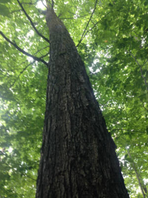 Tree at Victory State Forest