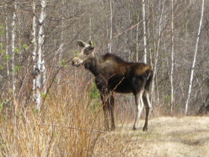 Young moose on the edge of a dirt road