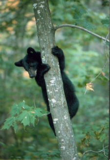 Bear cub in tree