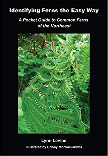 Identifying Ferns Book Cover