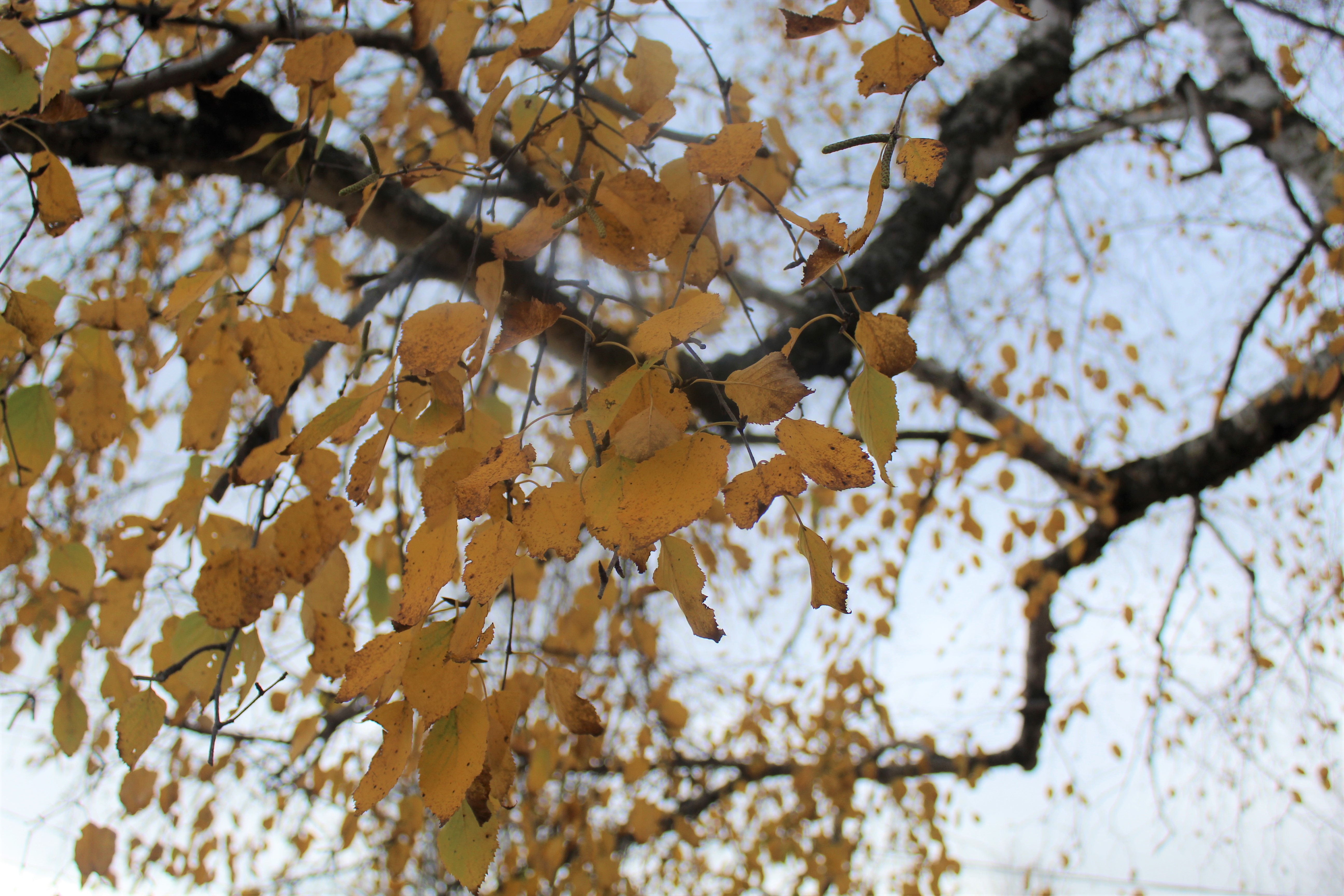 A birch tree holds on to bronze leaves at the end of foliage season.