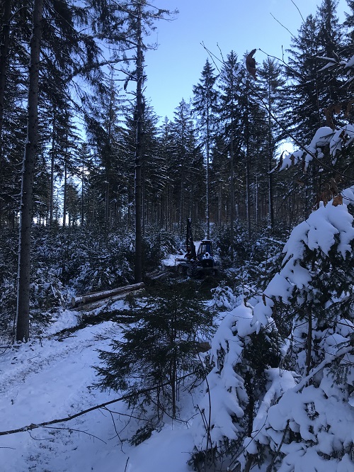 Logging operation in a softwood stand