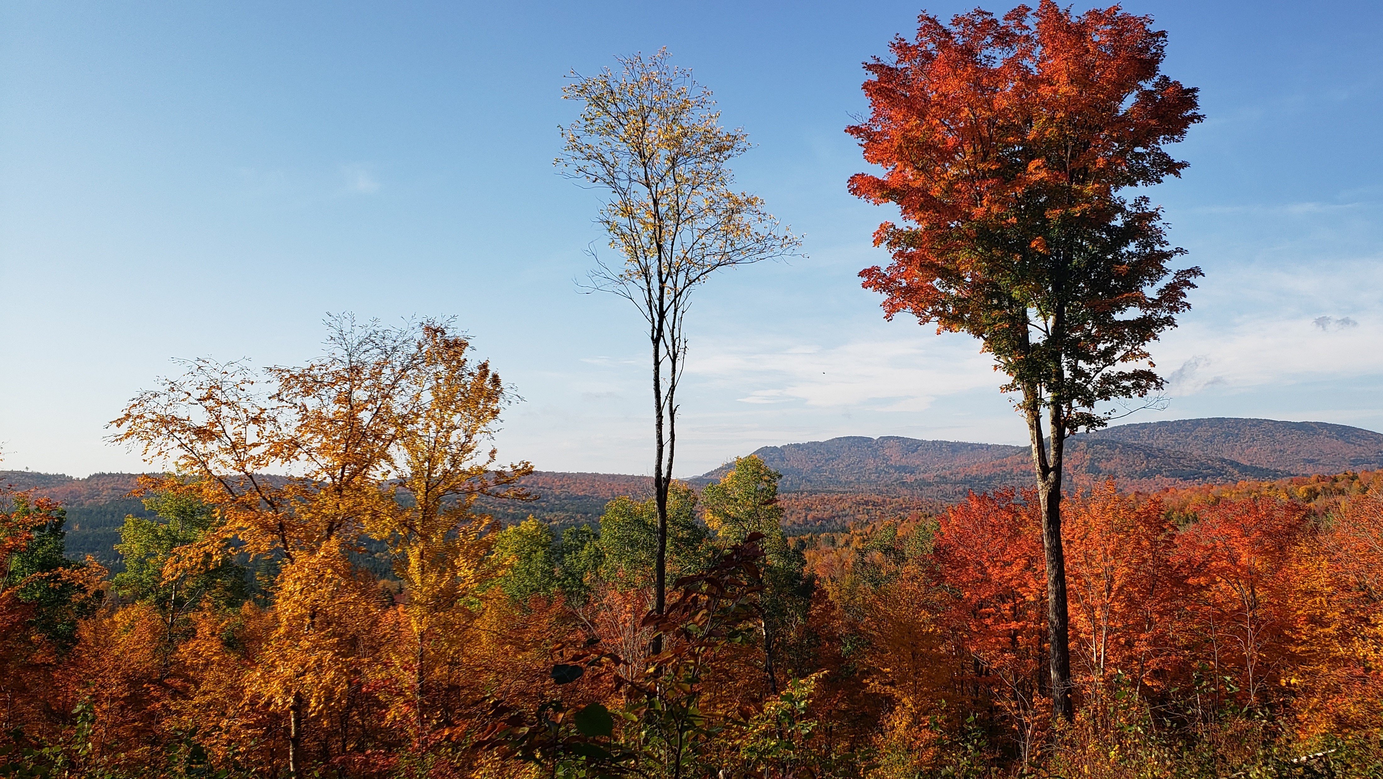 Image of a forest in the fall