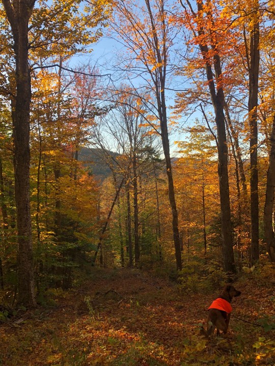 Photo of a forest 