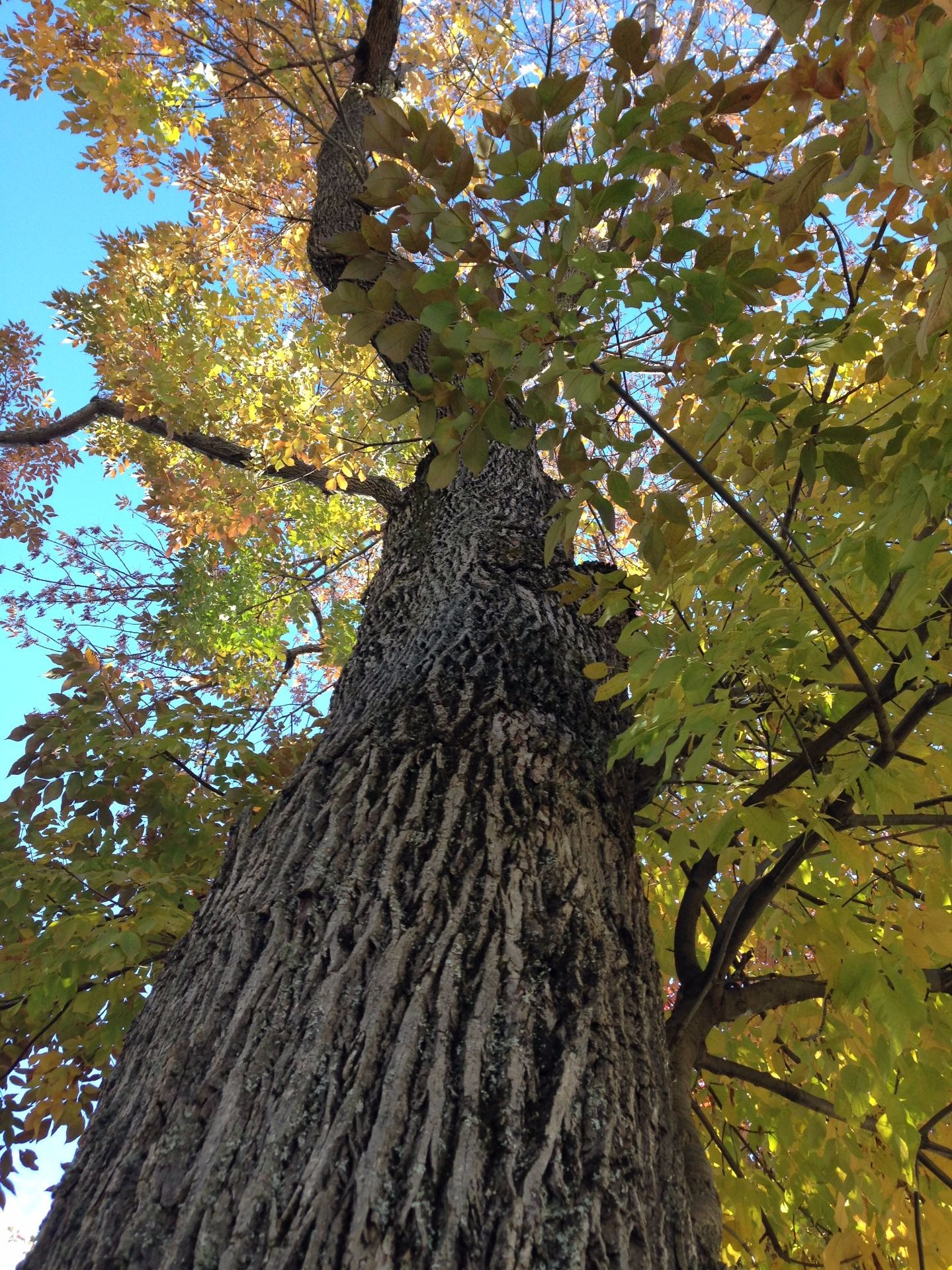 Photo of white ash