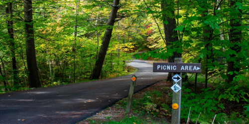 A park road winds into the forest with a sign reading "Picnic area" and a mountain biking symbol with arrows pointing to the right.