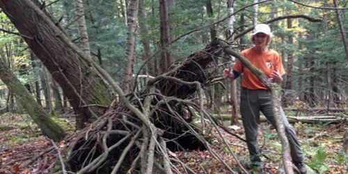 person inspecting uprooted tree in the forest