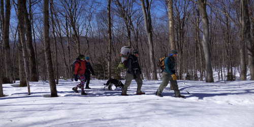 Four people snowshoeing through a snowy forest