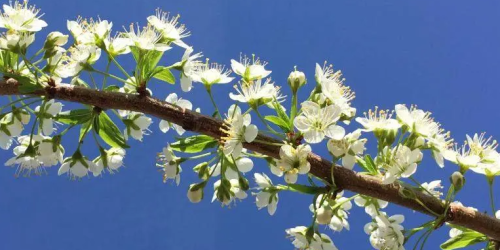 Urban Flowers