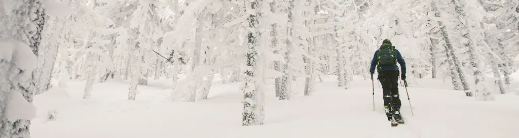 snowy trees, backcountry skier